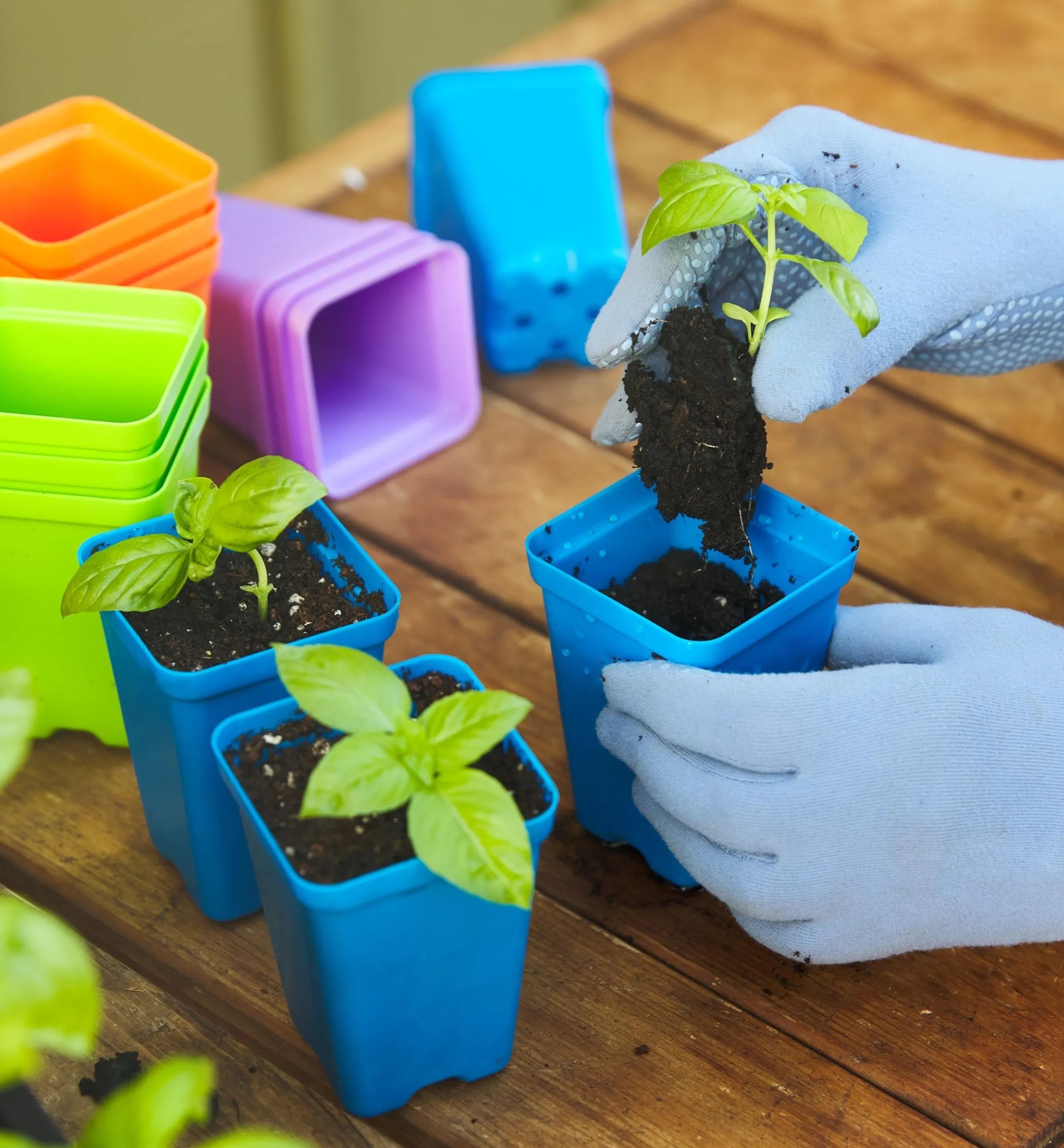 Lee Valley Seed Starting>2 1/2" Multicolor Pots