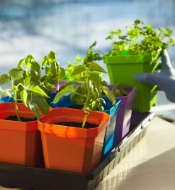 Lee Valley Seed Starting><noscript><img width=