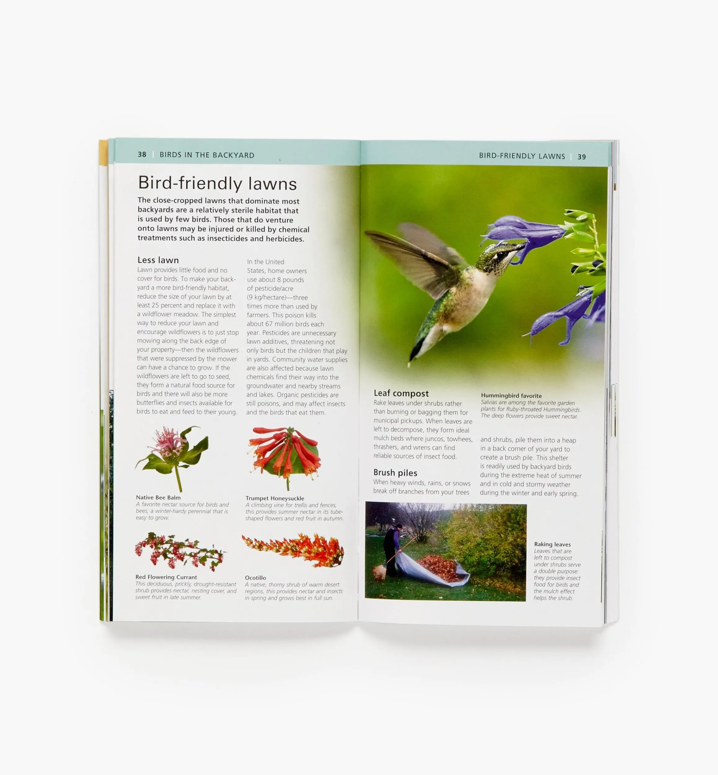 Lee Valley Birding>Audubon Pocket Backyard Birdwatch