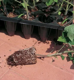 Lee Valley Seed Starting>Deep-Root Seed Starters