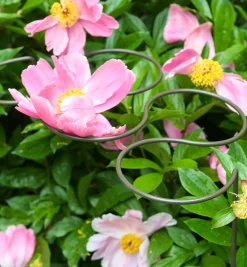 Lee Valley Stakes>Five-Ring Grow-Through Stake