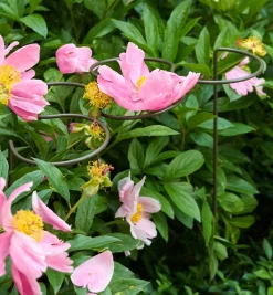 Lee Valley Stakes>Five-Ring Grow-Through Stake