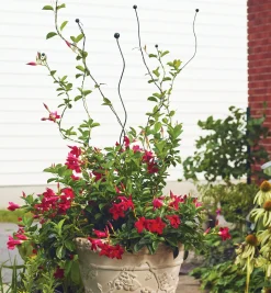 Lee Valley Stakes><noscript><img width=