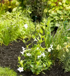 Lee Valley Stakes><noscript><img width=