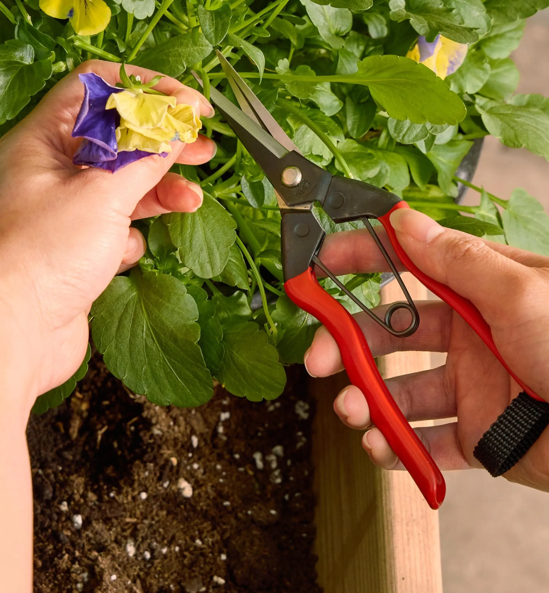 Lee Valley Garden Care>Garden Snips
