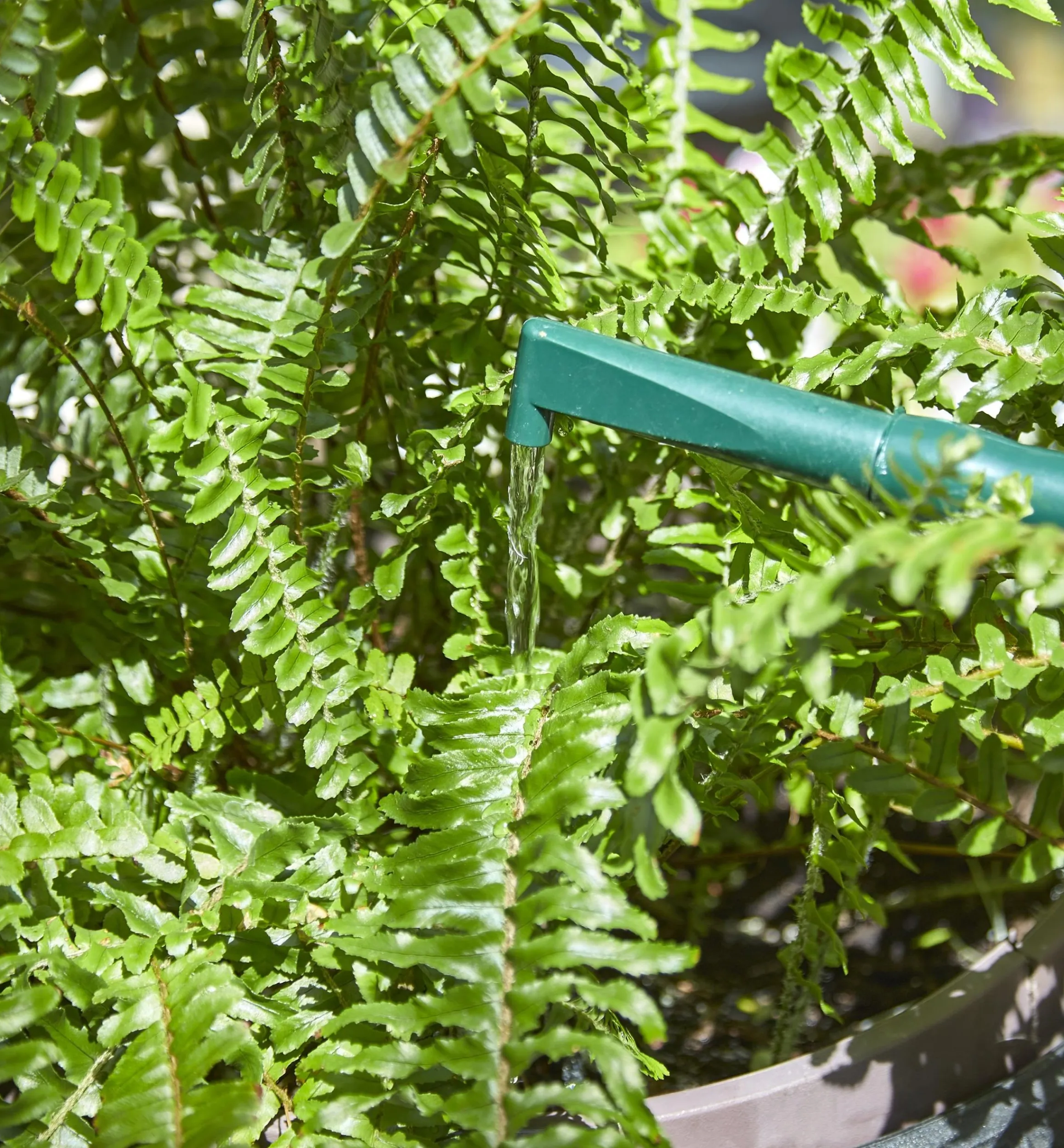 Lee Valley Indoor Gardening>Haws Plastic Watering Can