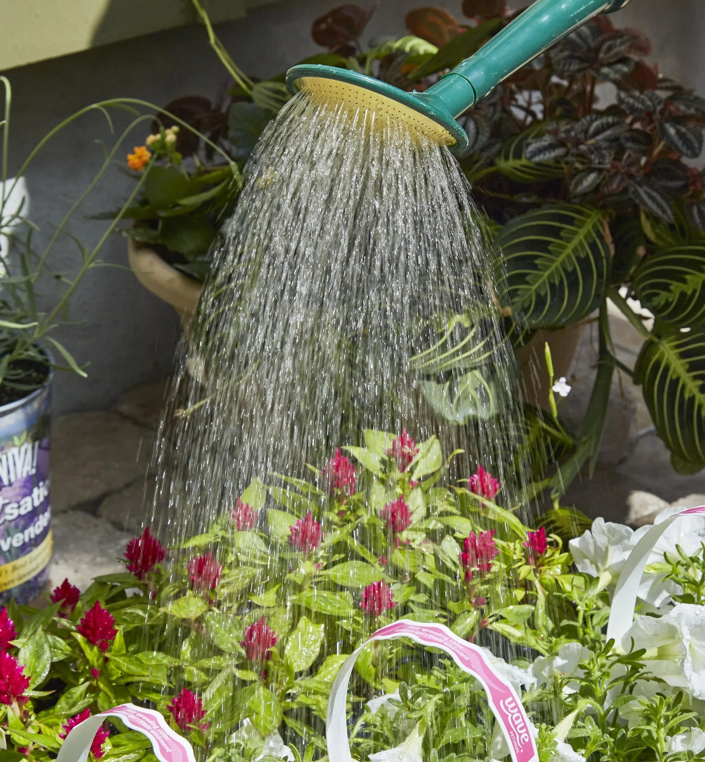 Lee Valley Indoor Gardening>Haws Plastic Watering Can