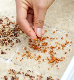 Lee Valley Seed Starting><noscript><img width=