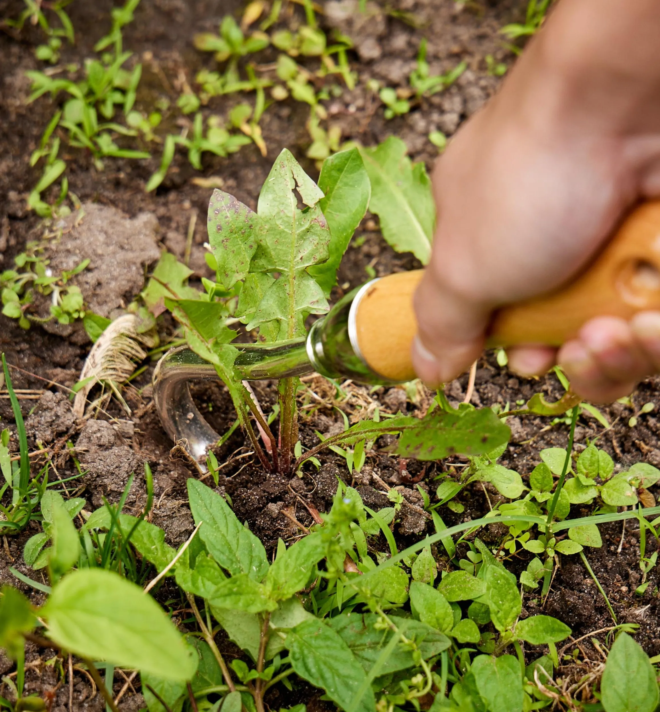 Lee Valley Weeding>One-Prong Cultivator