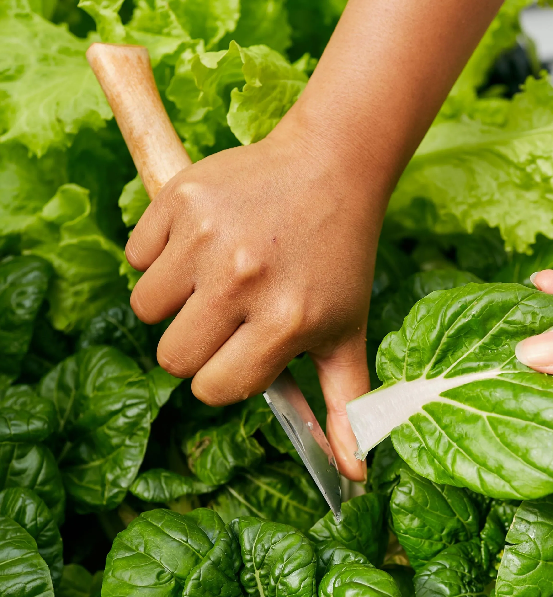 Lee Valley Harvesting>Opinel Knives