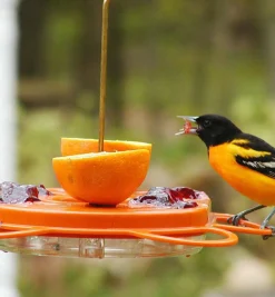 Lee Valley Birding>Oriole Bird Feeder