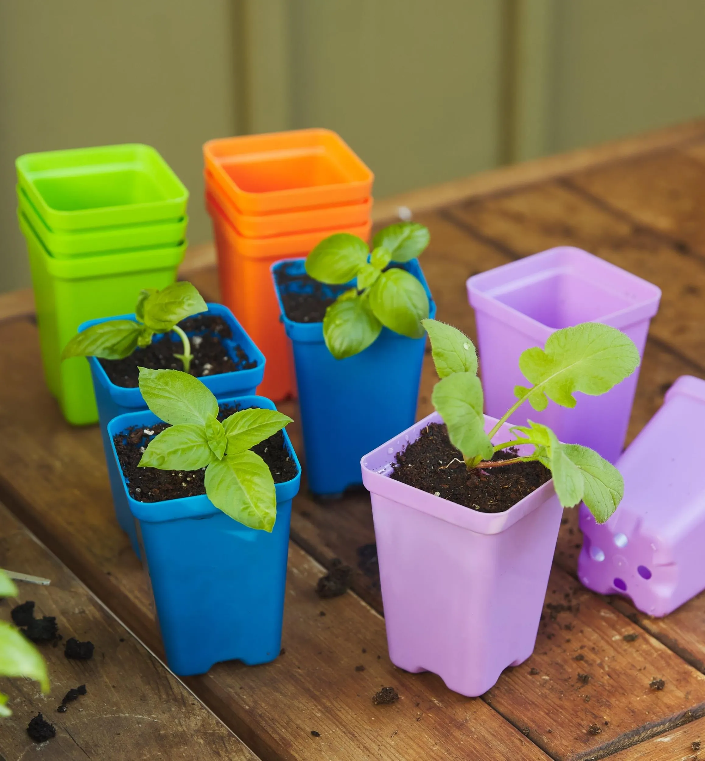 Lee Valley Seed Starting>32-Pack Of 2 1/2" Multicolor Pots With Propagation Tray