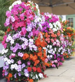 Lee Valley Container Gardening><noscript><img width=