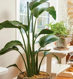 Lee Valley Stakes>Permanent Stakes