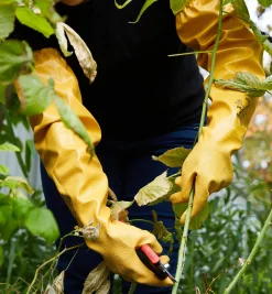 Lee Valley Gloves>Protective Pruning Gloves