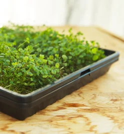 Lee Valley Seed Starting>Shallow Seeding Tray Set