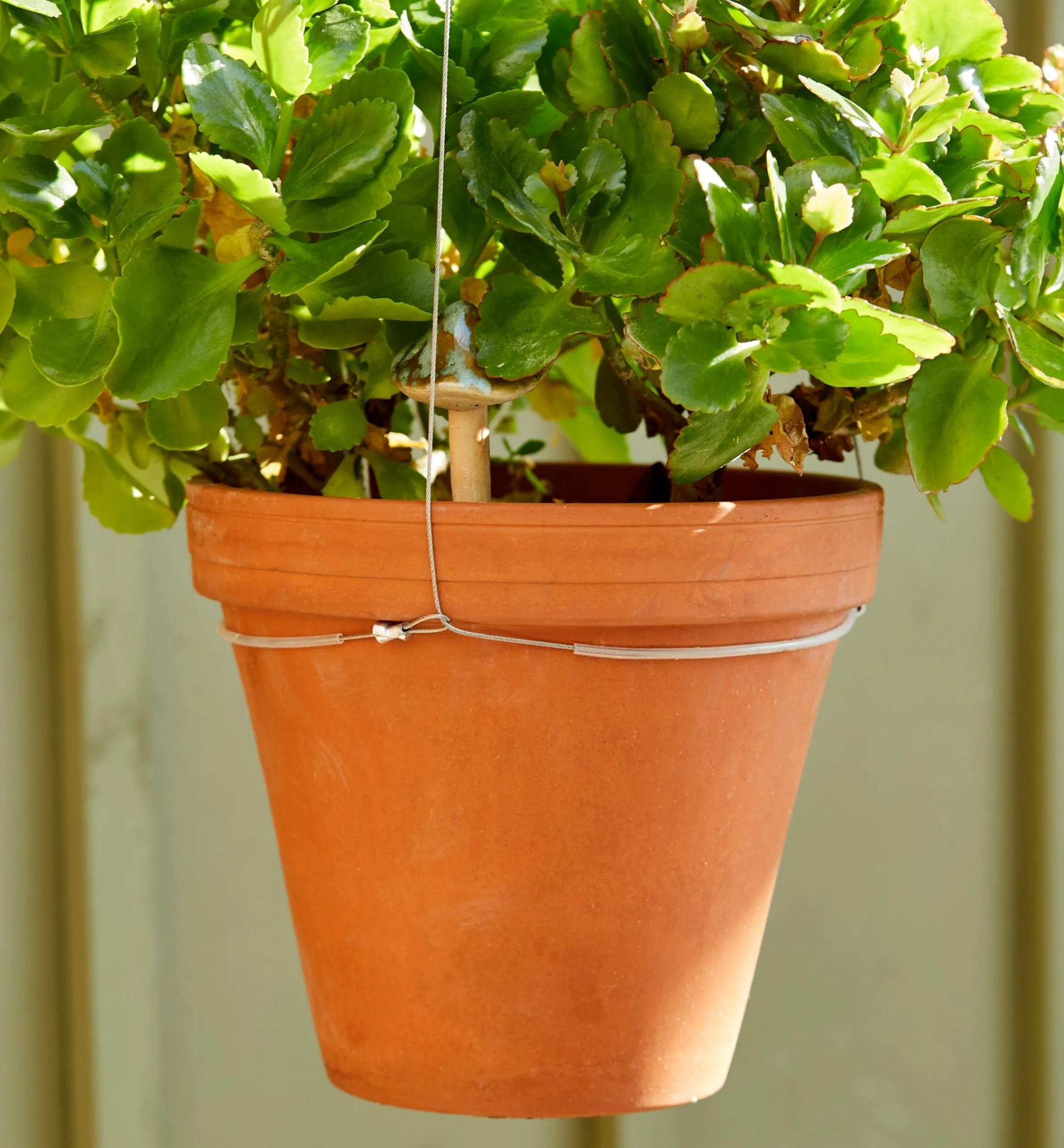 Lee Valley Container Gardening>Stainless-Steel Adjustable Pot Hanger