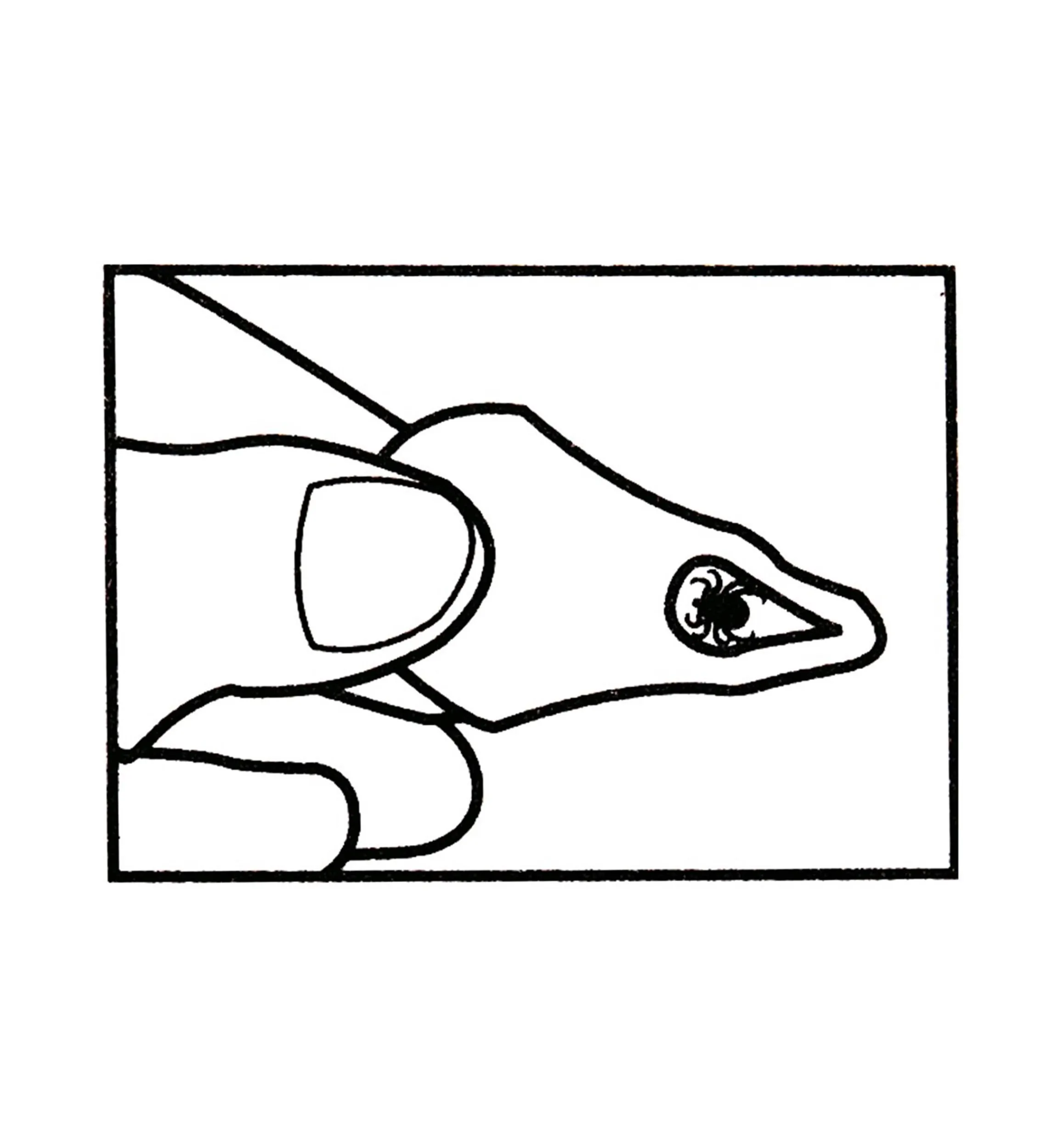 Lee Valley Pest Control>Tick Key Tick Remover