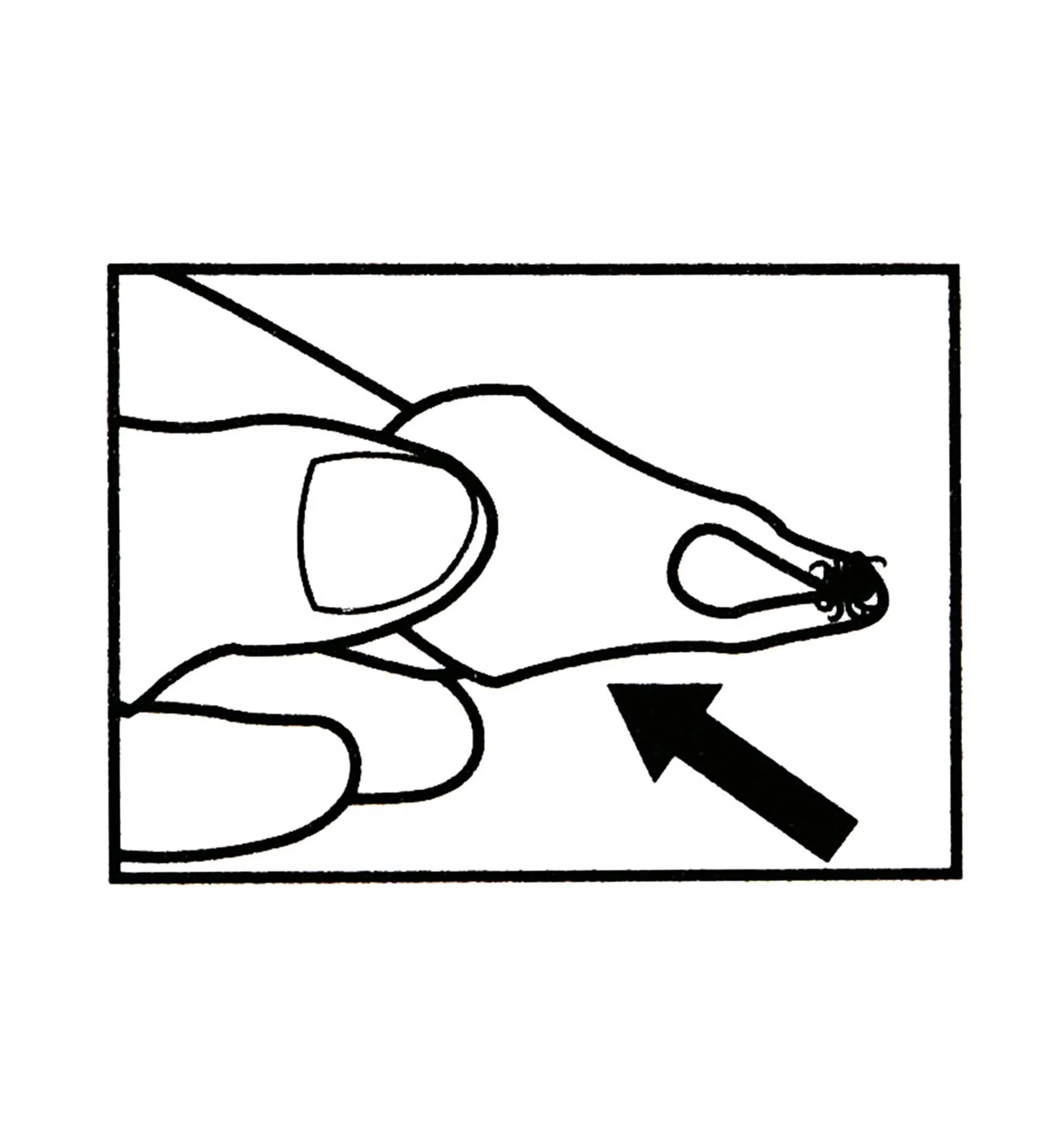 Lee Valley Pest Control>Tick Key Tick Remover