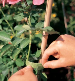 Lee Valley Ties & Clips><noscript><img width=