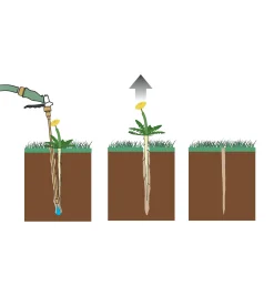 Lee Valley Weeding><noscript><img width=