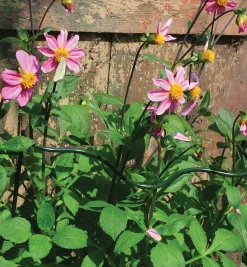 Lee Valley Stakes>Wavy Half-Circle Support