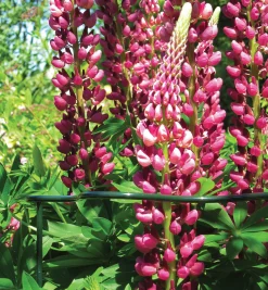 Lee Valley Stakes><noscript><img width=