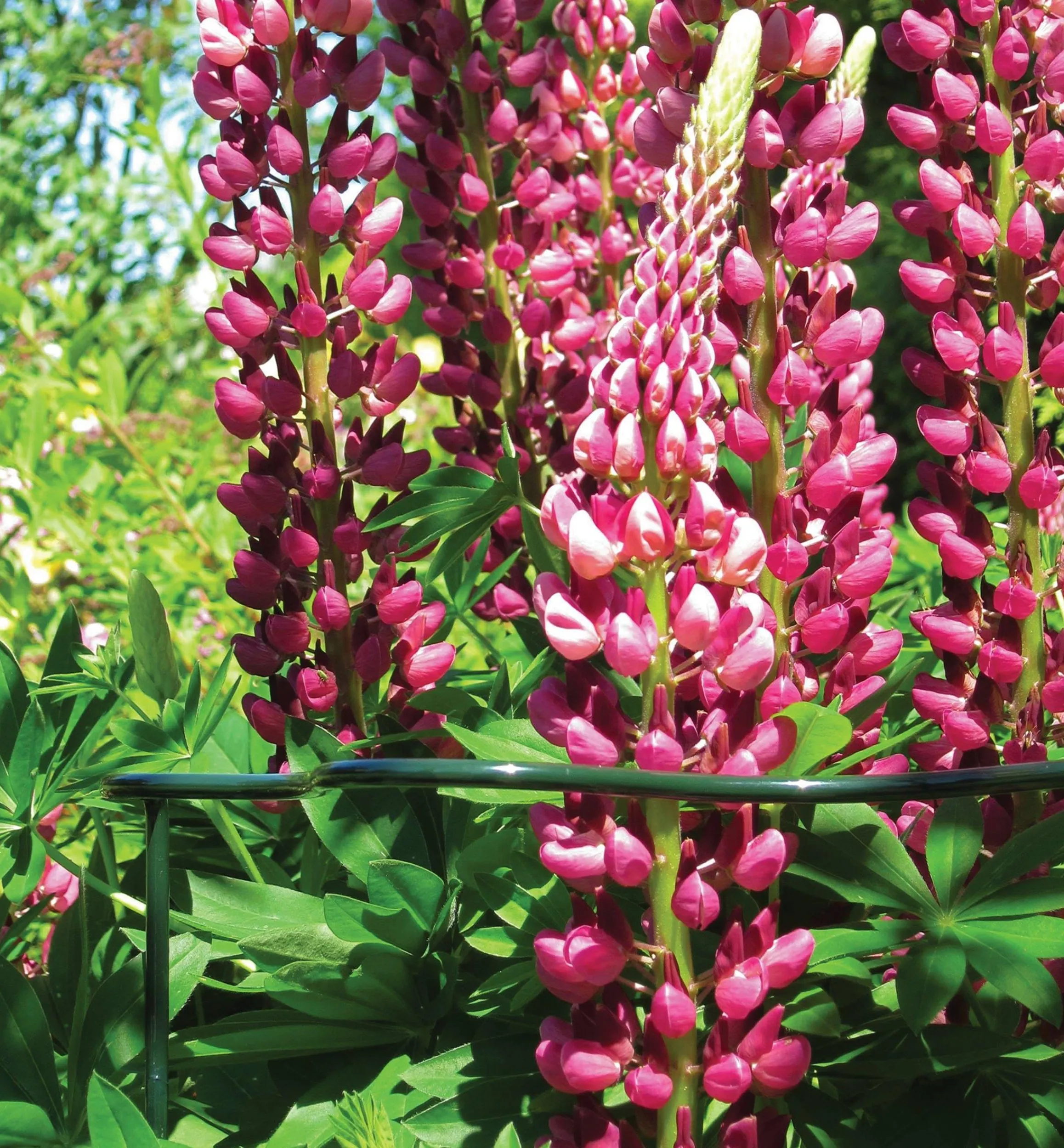 Lee Valley Stakes>Wavy Half-Circle Support